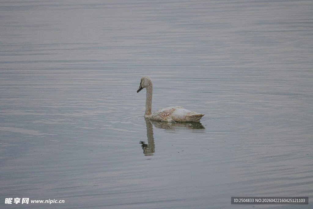 水面上独自 弋的天鹅