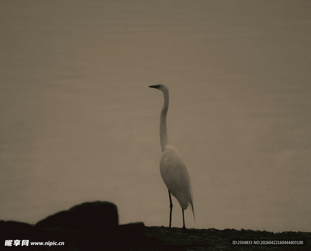 孤鹭立于岸畔