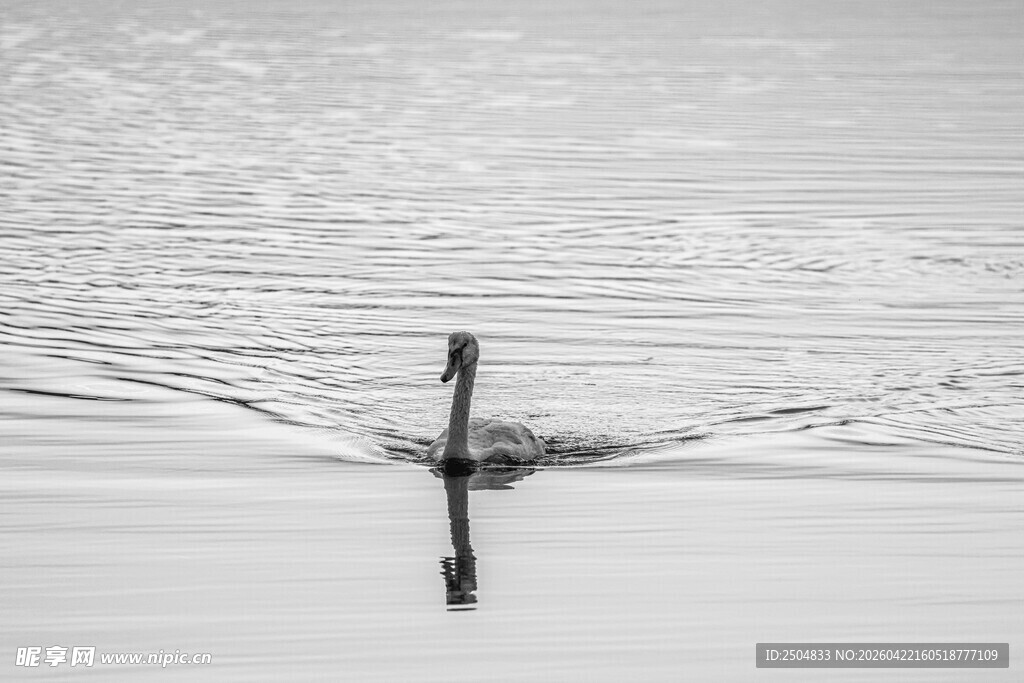 水中孤鸟的静谧瞬间