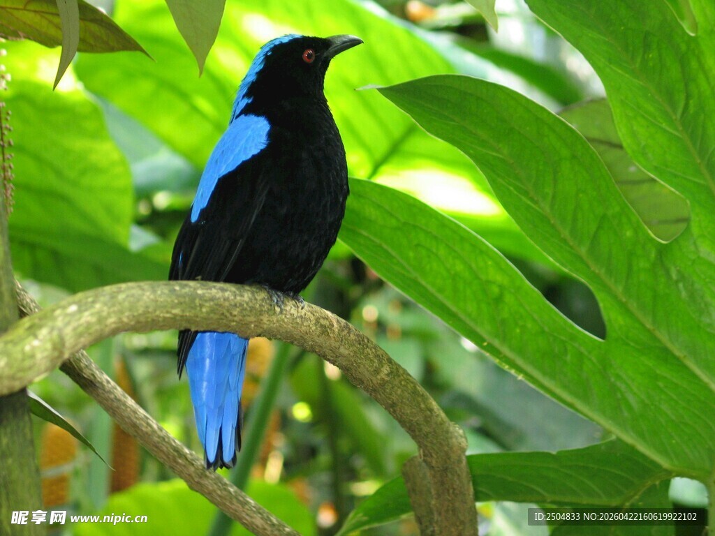 蓝黑相间鸟儿栖于枝头