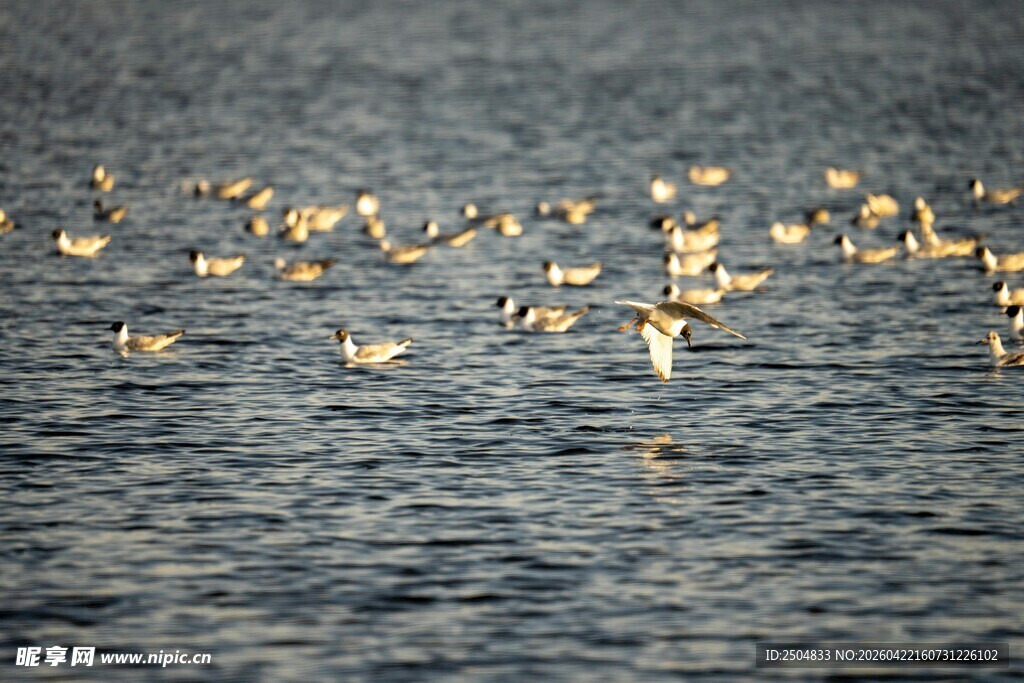 水面群鸟嬉戏