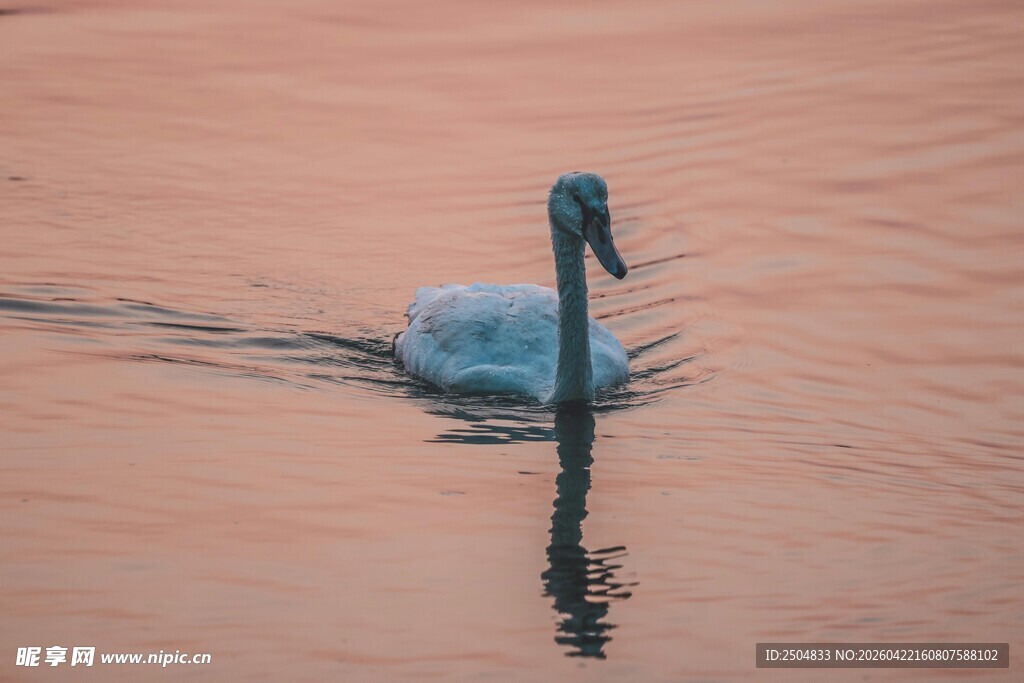 夕阳下优雅 动的白天鹅