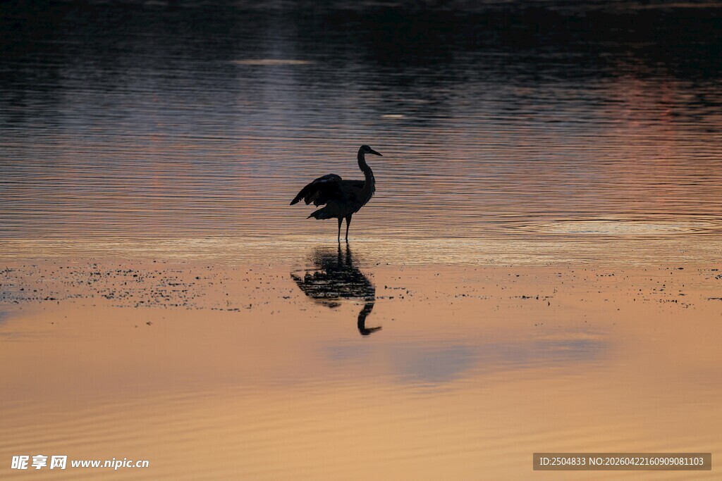 夕阳下孤鹤立于浅滩