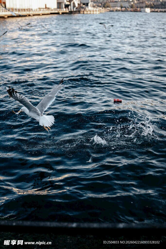 海面上飞翔的海鸥
