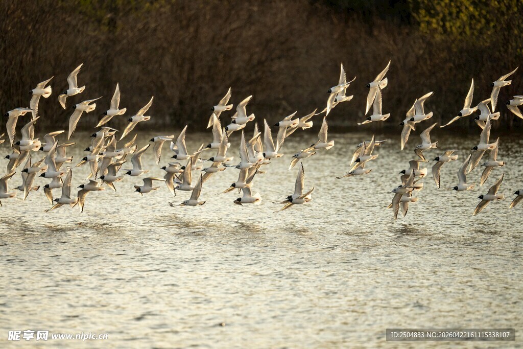 群鸟于水面上方展翅飞翔