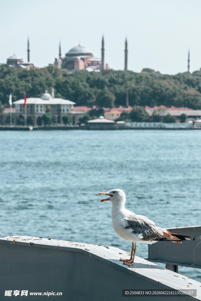 海边 船上海鸥眺望远方