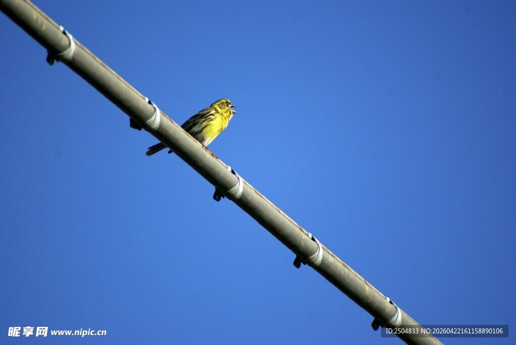 枝头黄鸟衬蓝天