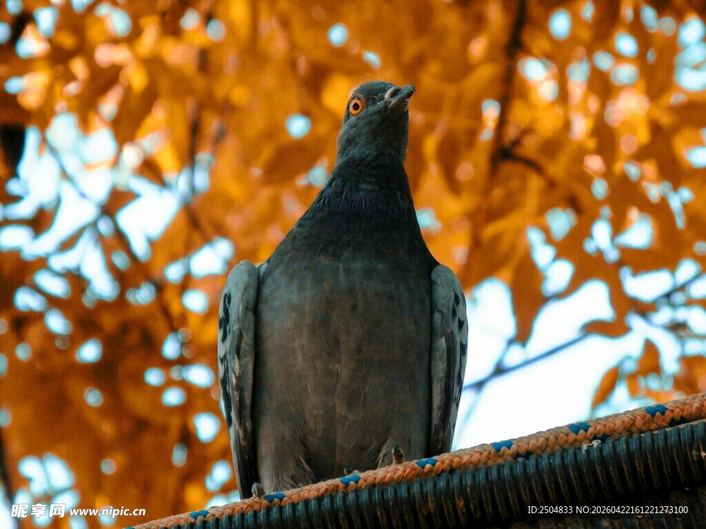 秋日屋顶上的灰鸽