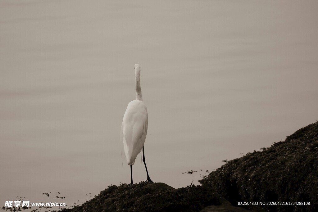 岸边独立的优雅白鹭