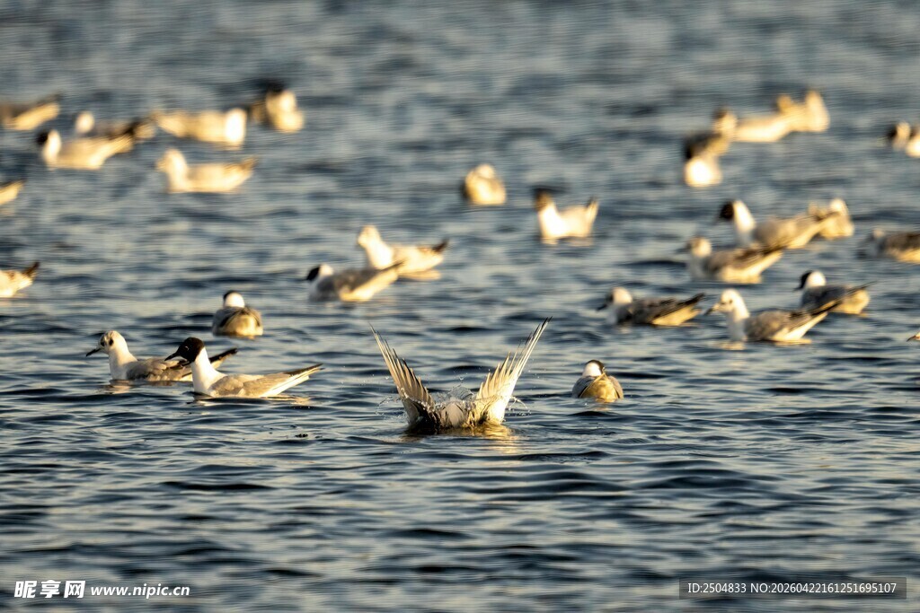 水面群鸟嬉戏
