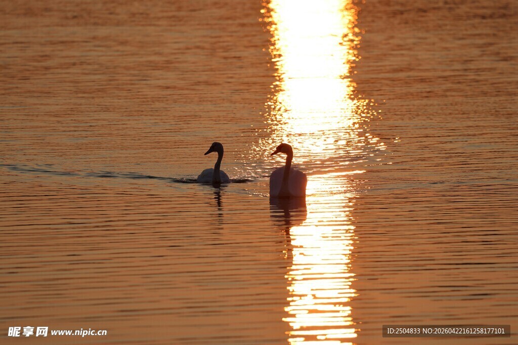 夕阳下水中的两人身影