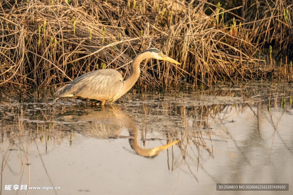 水边鹭鸟优雅伫立
