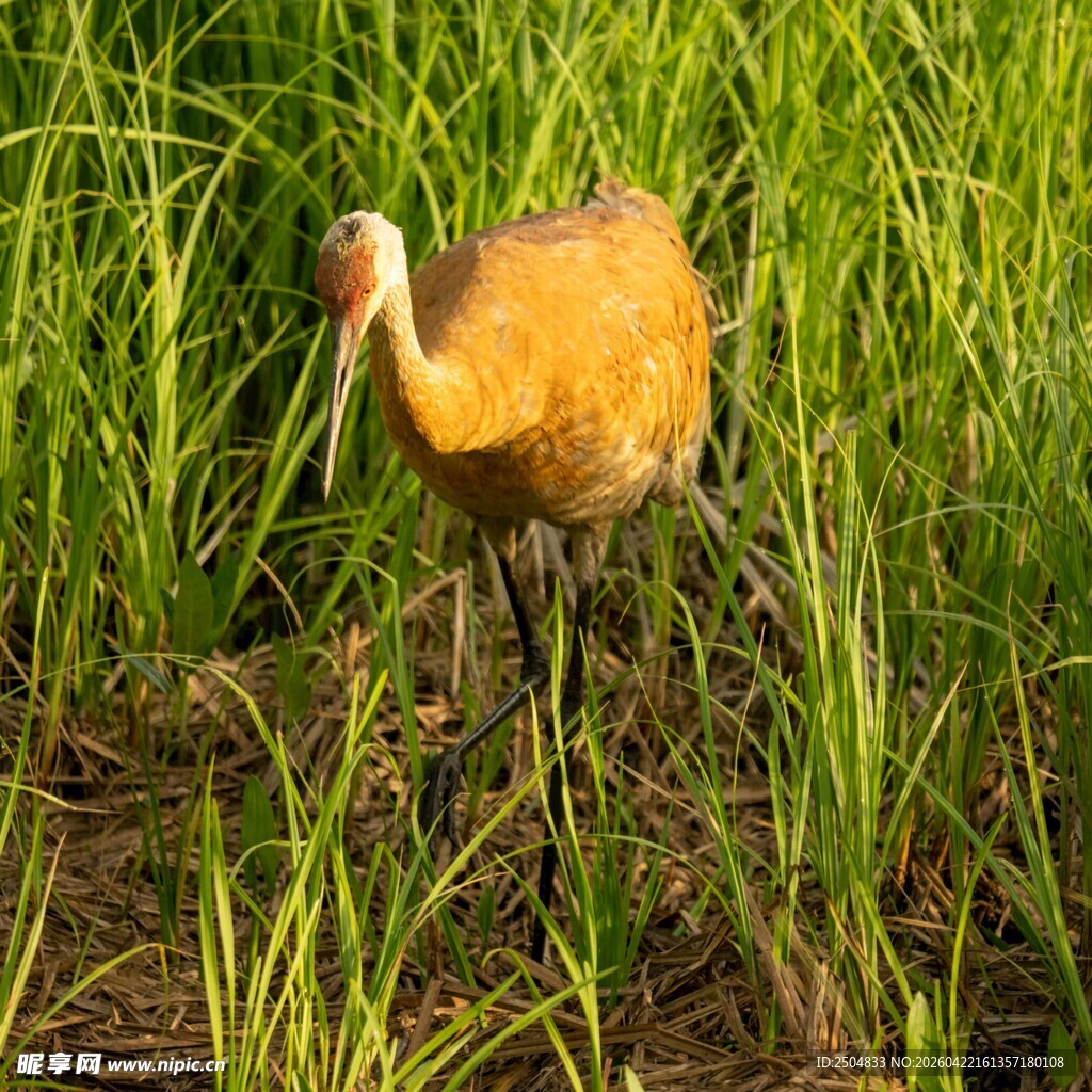 草丛中的黄羽鸟儿