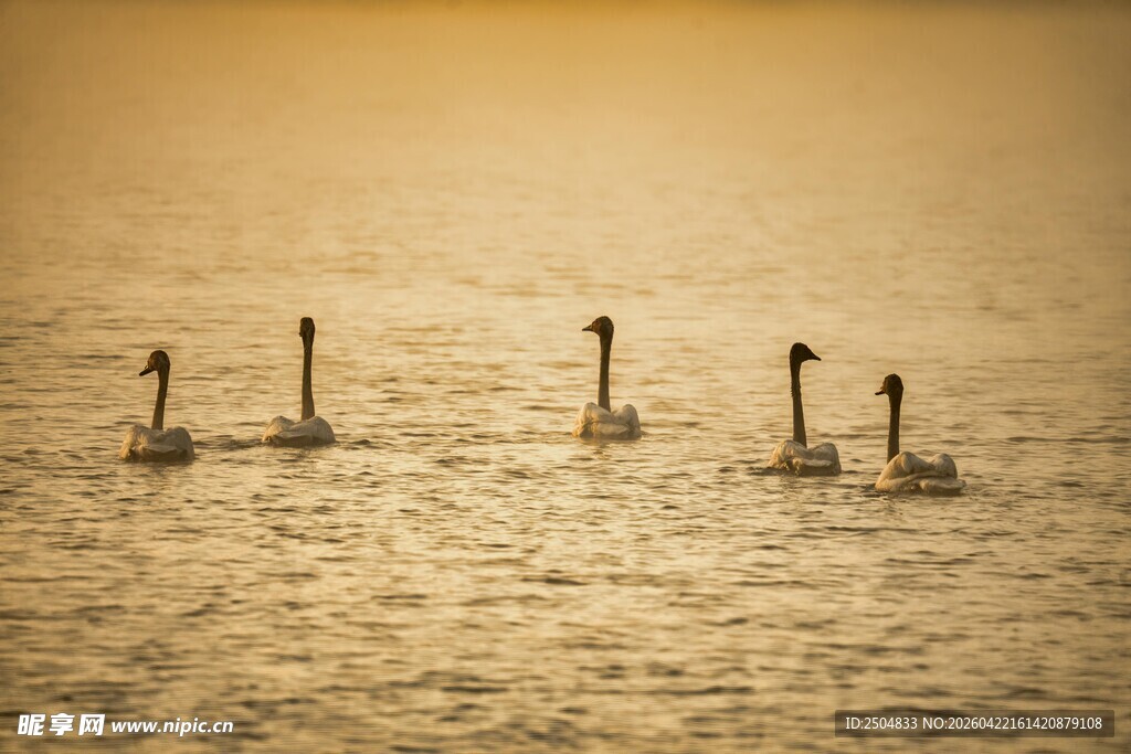 夕阳下水中的长颈鸟类