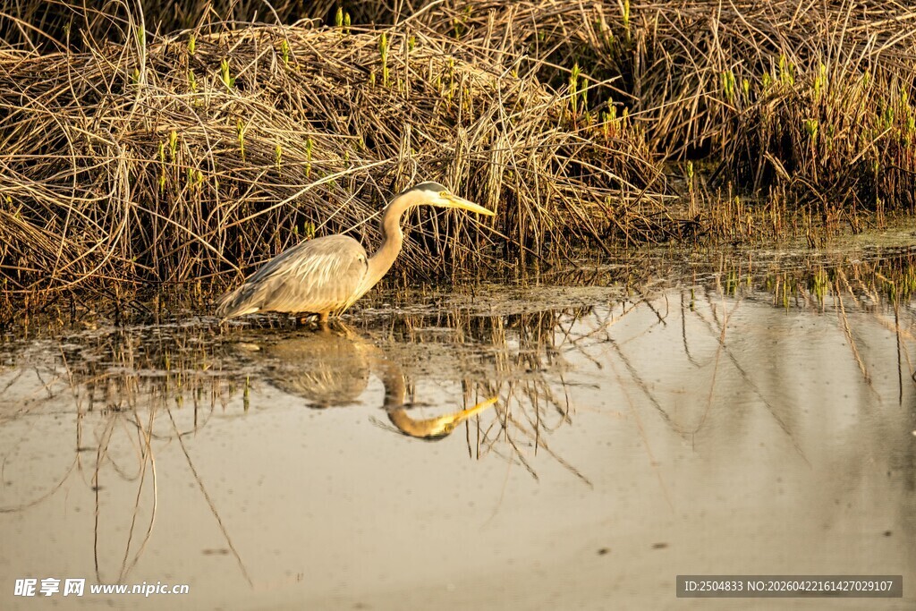 水中鹭鸟静立赏景