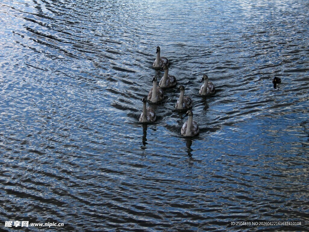 群鸭 弋于波光水面