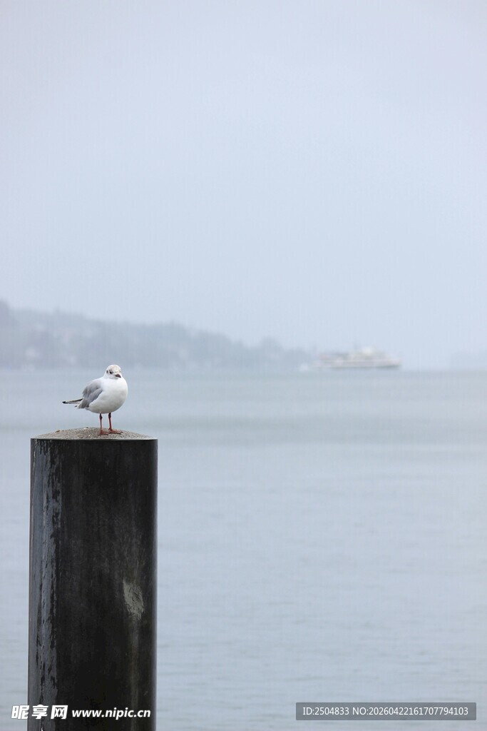 海鸥立于水边木桩