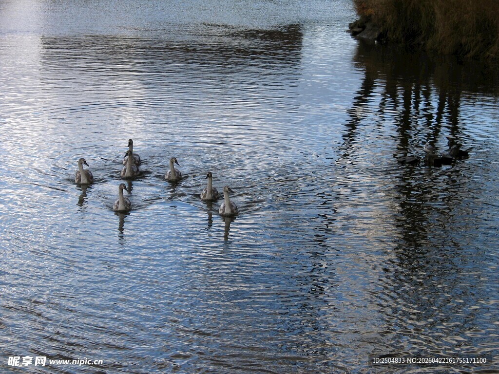 水面上飞翔的一群白鸟