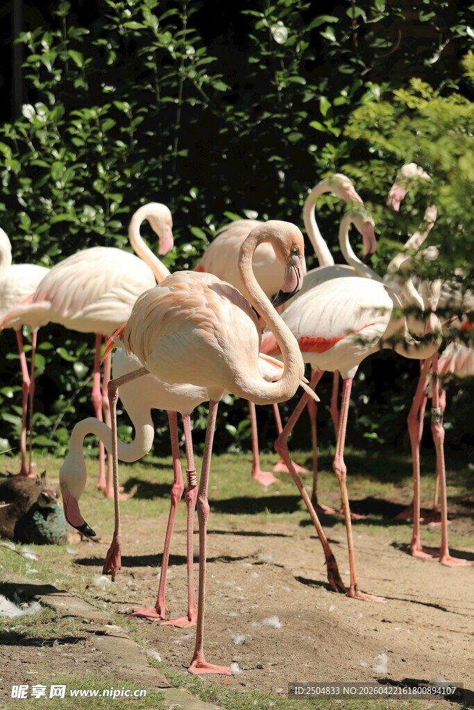 一群火烈鸟在户外栖息地