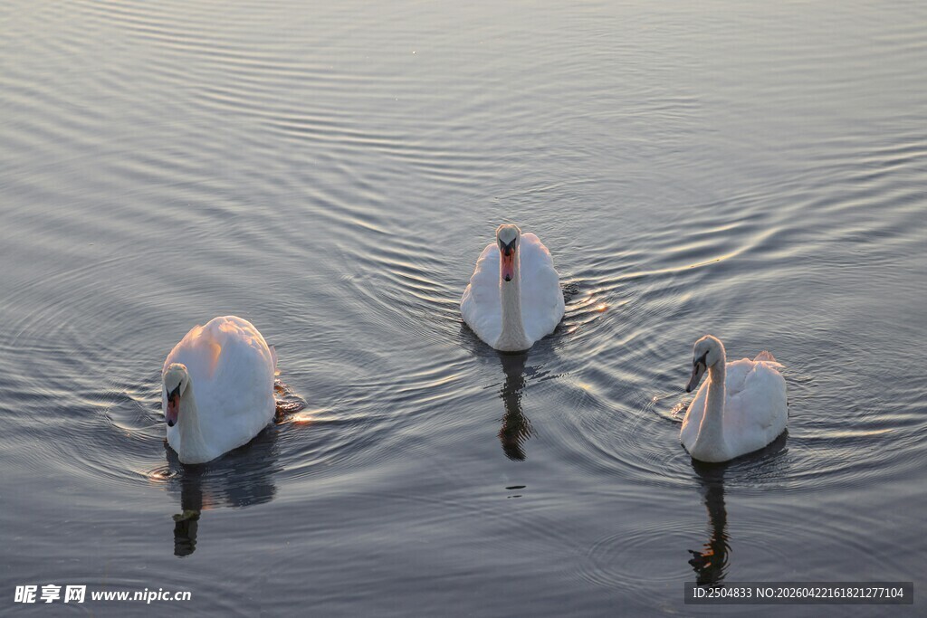 三只天鹅悠 于平静湖面