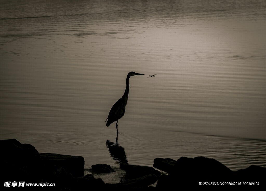 孤鹭立水畔 晨光映身姿