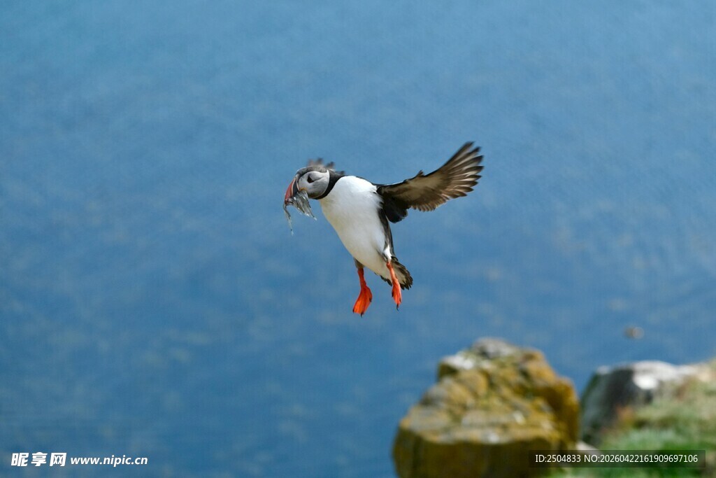 海鹦展翅飞翔于蓝天碧海