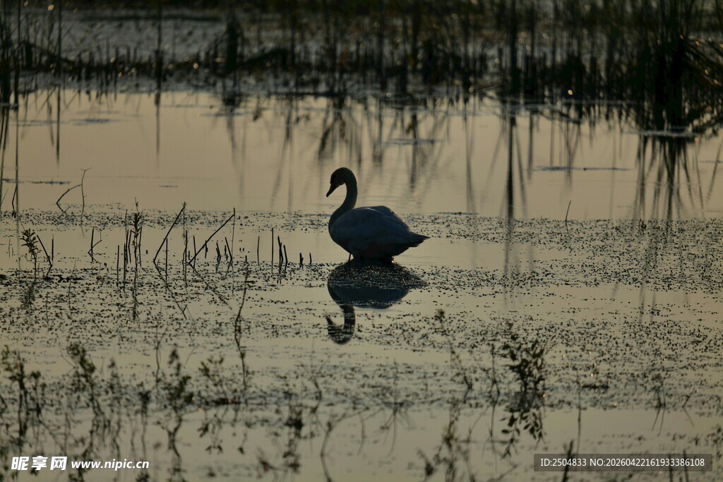 孤鹭静立于湿地水面