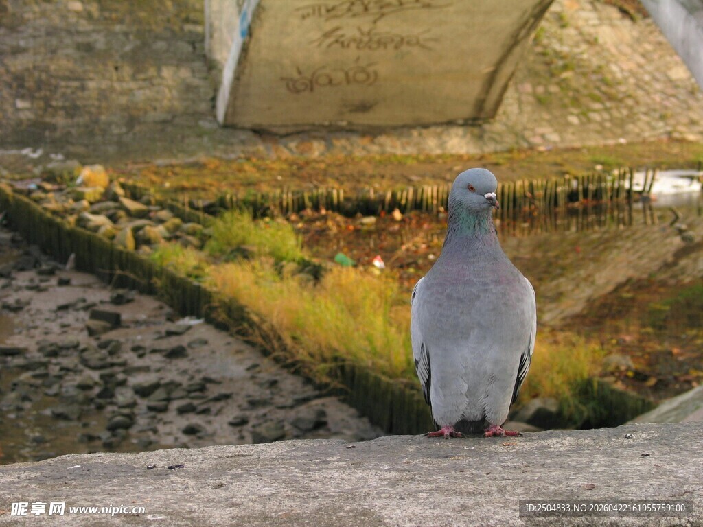 石台上的灰鸽眺望远方