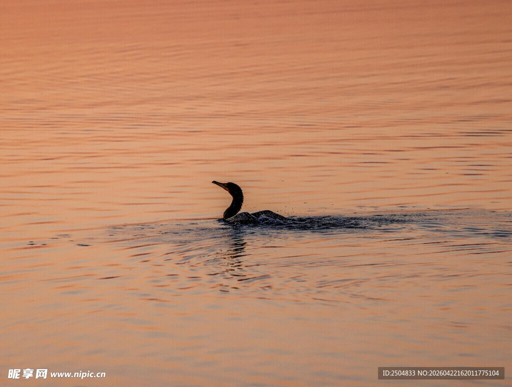 夕阳下水中 弋的鸟