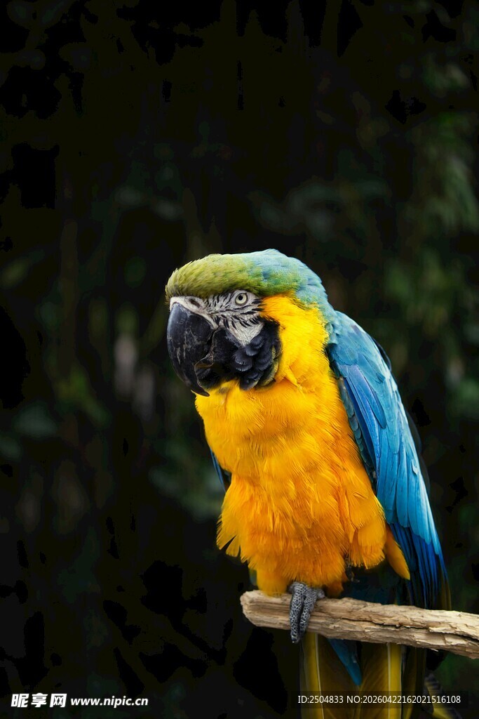 蓝黄相间鹦鹉栖息树枝