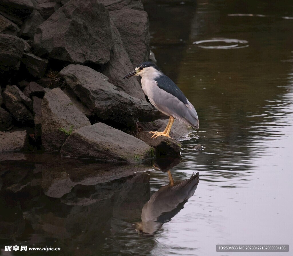 水边静立的灰鹭
