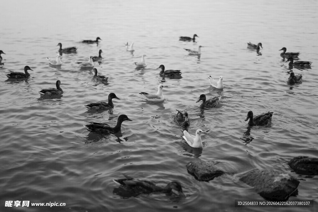水面群鸭嬉戏图