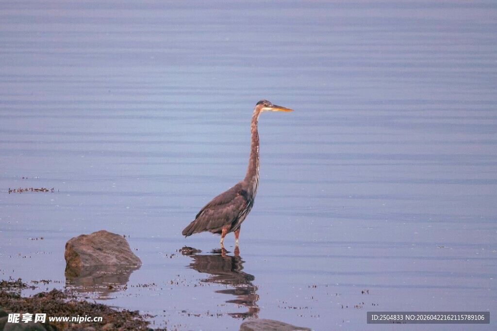 水边伫立的长嘴鹭鸟