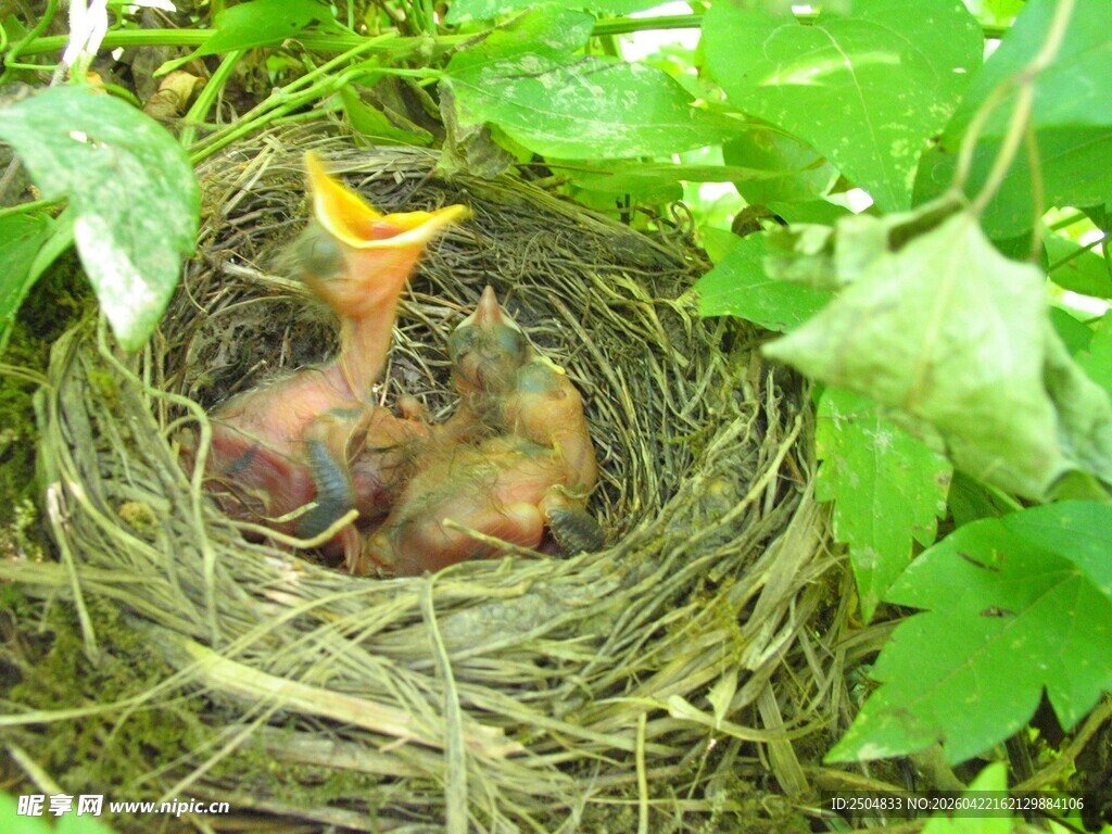 鸟巢中的幼鸟