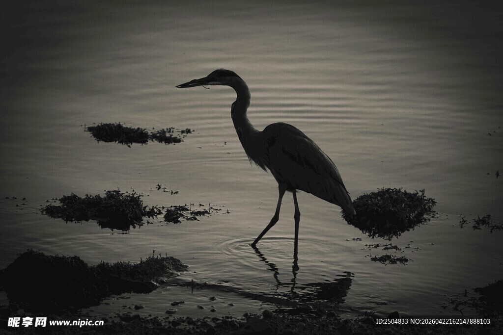 水边孤鹭的静谧剪影
