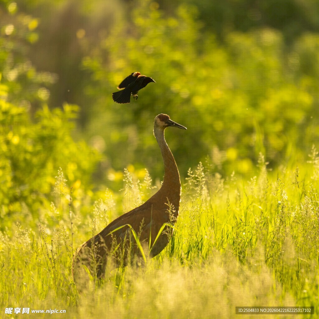 草地上优雅觅食的戴胜鸟