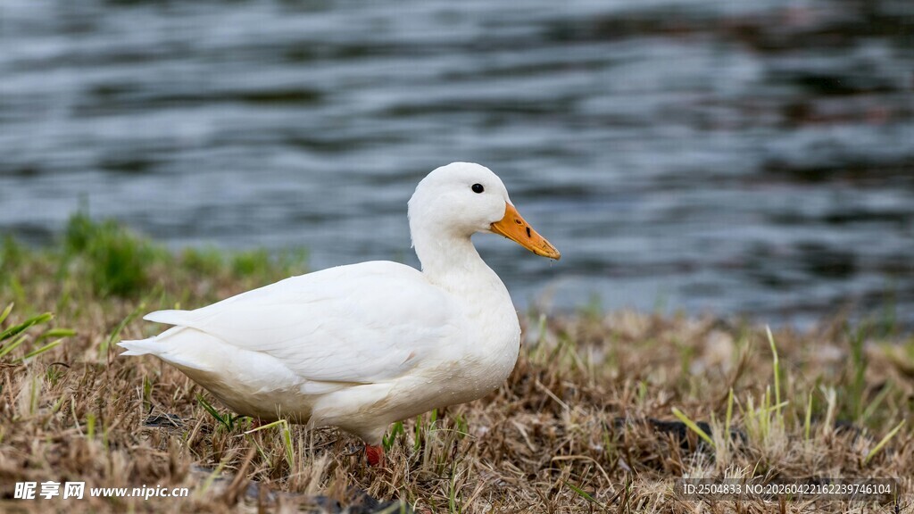 湖畔白鸭憩息