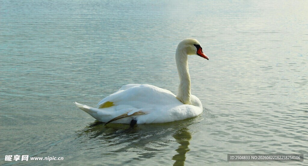 水中优雅的白天鹅