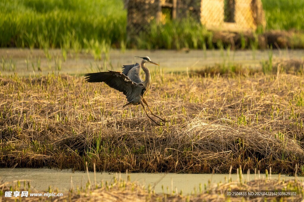 湿地中展翅的灰鹭