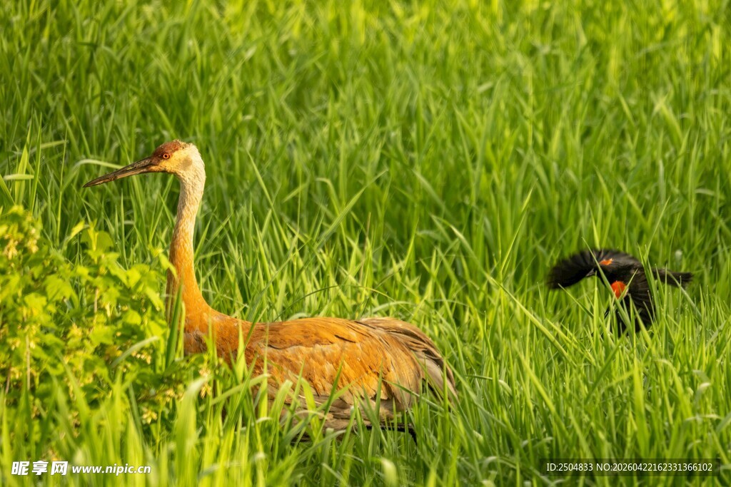 草地上的优雅鹤鸟