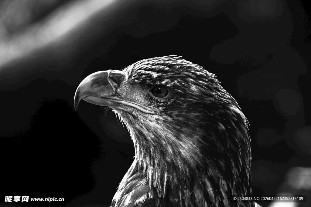 黑白鹰特写