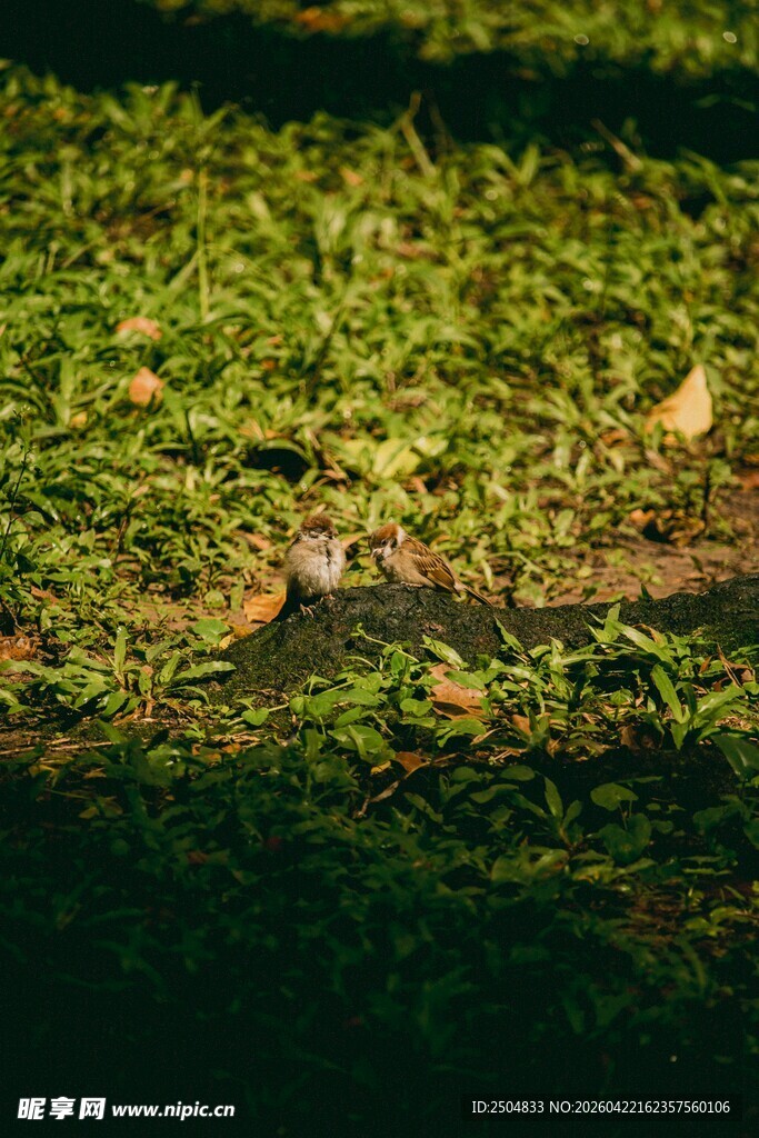 阳光下的翠绿草地