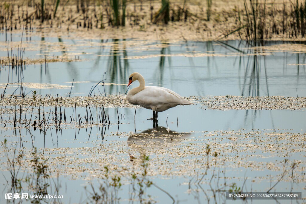 浅滩上优雅休憩的白鸟