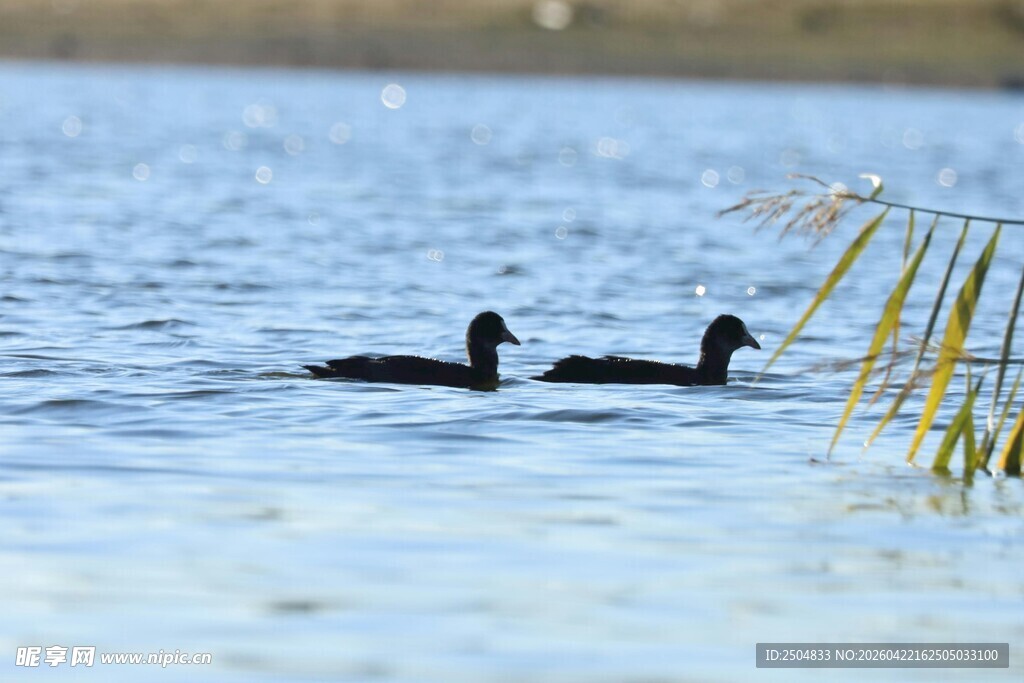 水面上的两只 弋水鸟