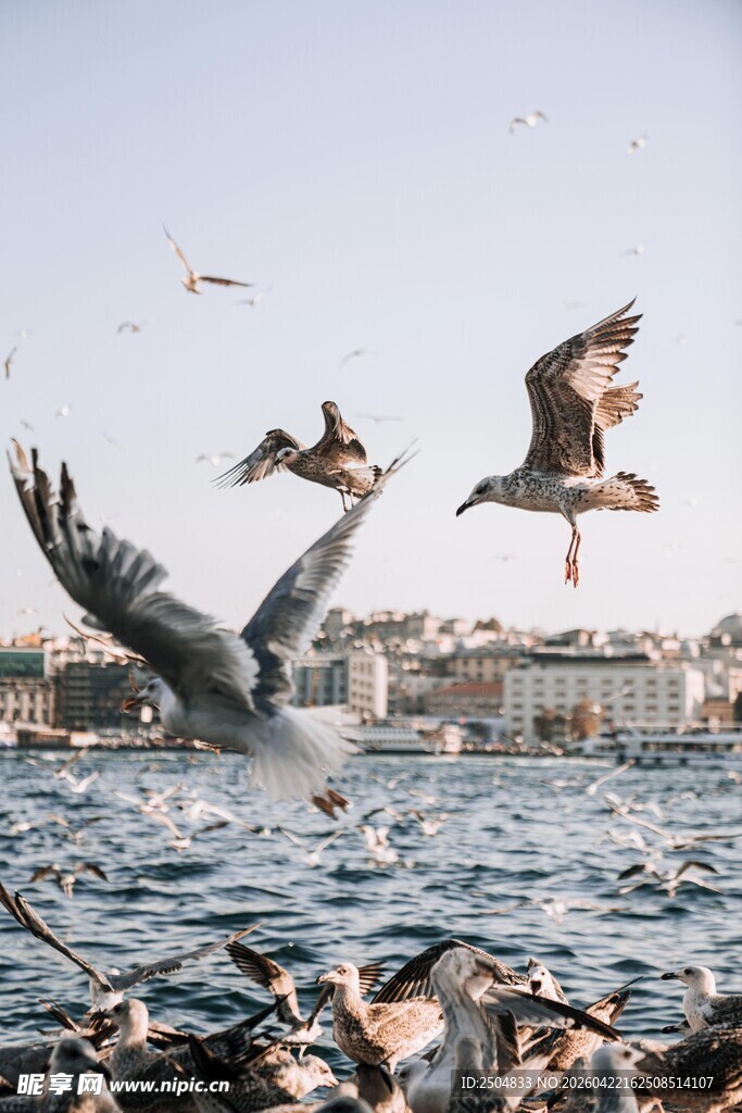 海鸥于水边飞翔的生动场景