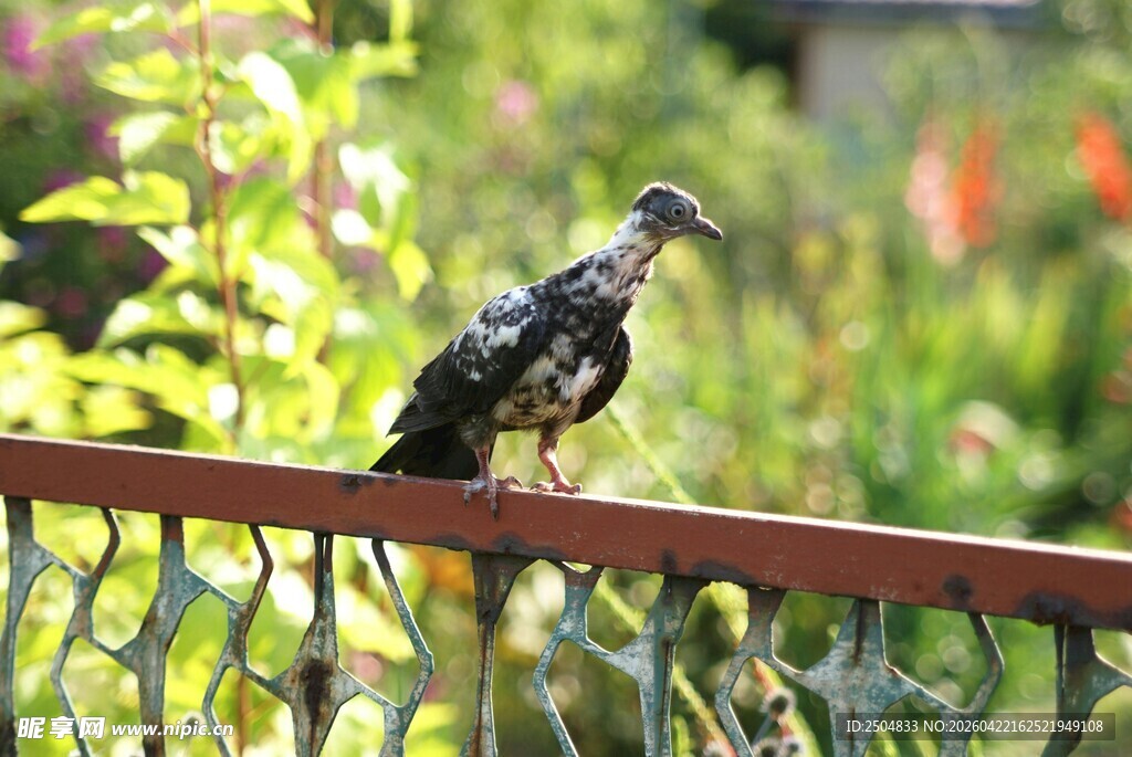栏杆上的小鸟