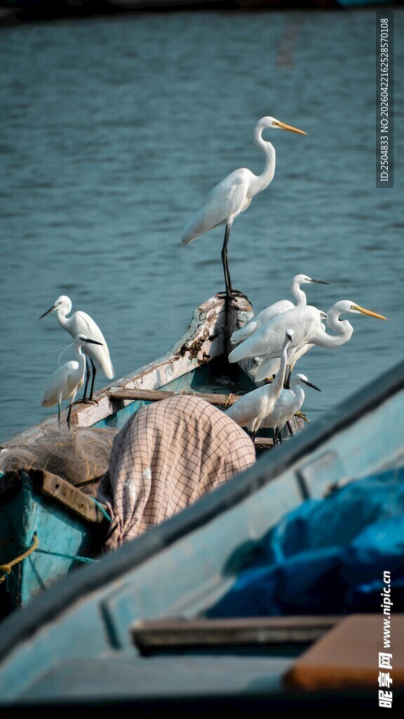 渔舟上的鹭鸟栖息景象