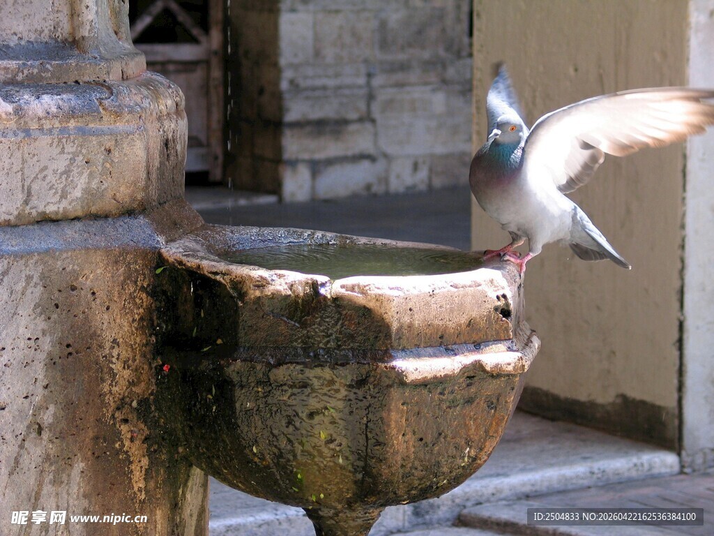 鸽子于石制水盆旁飞舞