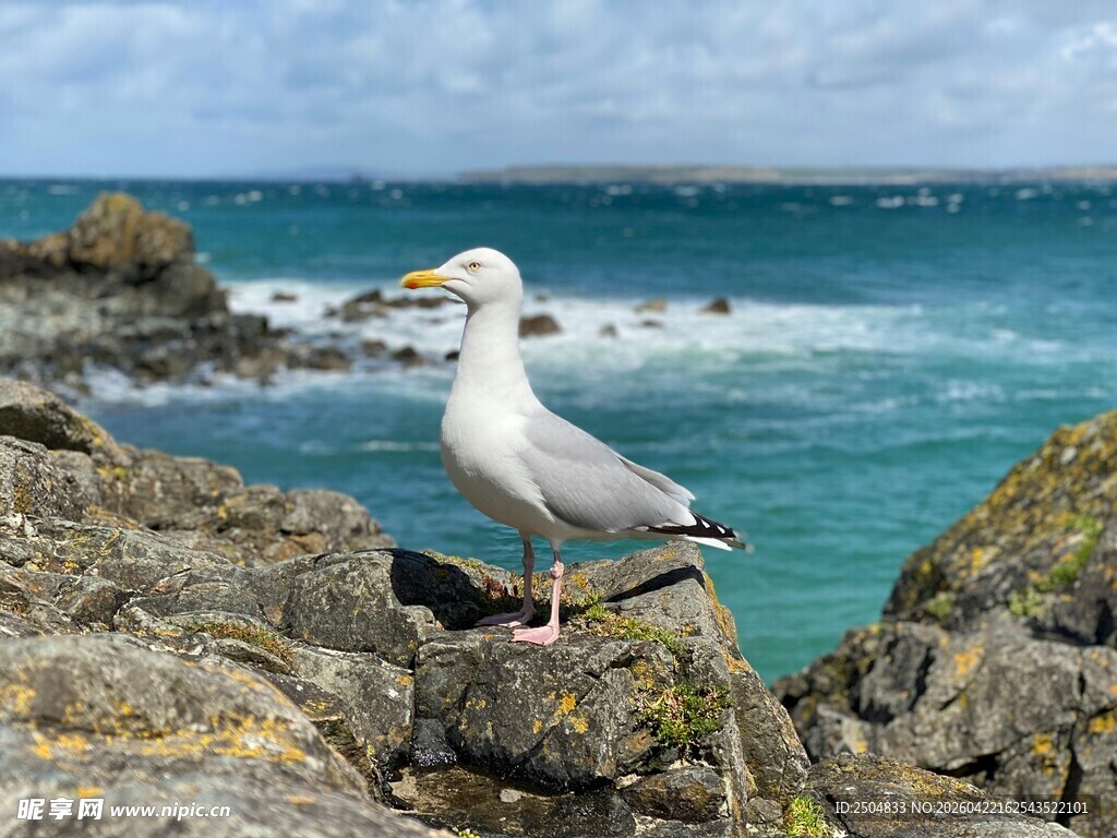 岩石上的海鸥与碧海蓝天