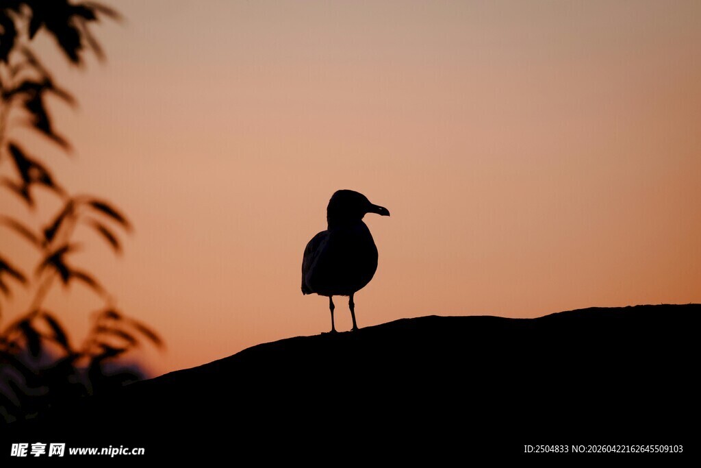 夕阳下孤独的海鸥
